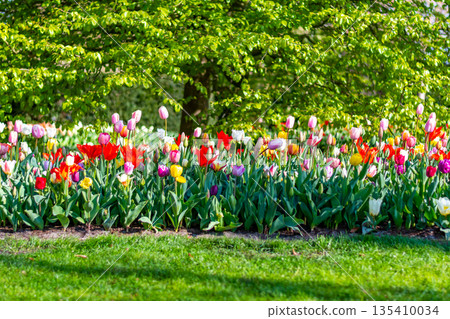 Closeup view of beautiful tulip field in bloom. Tulip flower of multiple colors - pink, yellow, violet, red, orange. Tulips are typical flower in Netherlands. 135410034