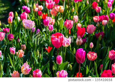 View of pink and violet tulip field at Netherlands. Beautiful flower in bloom, soft color and bokeh background. View of pink and violet tulip field at Netherlands. Beautiful flower in bloom, soft color and bokeh background. 135410038