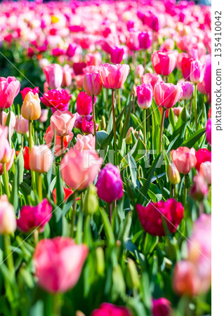 View of pink and violet tulip field at Netherlands. Beautiful flower in bloom, soft color and bokeh background. View of pink and violet tulip field at Netherlands. Beautiful flower in bloom, soft color and bokeh background. 135410042