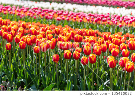 Closeup view of beautiful tulip field in bloom. Tulip flower of multiple colors - pink, yellow, violet, red, orange. Tulips are typical flower in Netherlands. 135410052