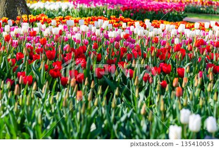 Closeup view of beautiful tulip field in bloom. Tulip flower of multiple colors - pink, yellow, violet, red, orange. Tulips are typical flower in Netherlands. 135410053