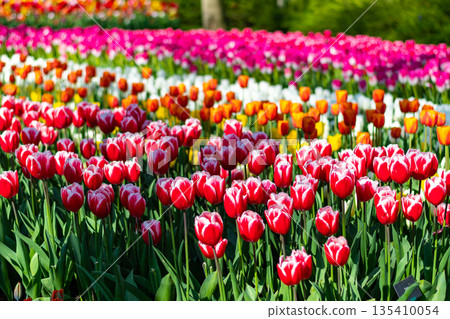 Closeup view of beautiful tulip field in bloom. Tulip flower of multiple colors - pink, yellow, violet, red, orange. Tulips are typical flower in Netherlands. 135410054