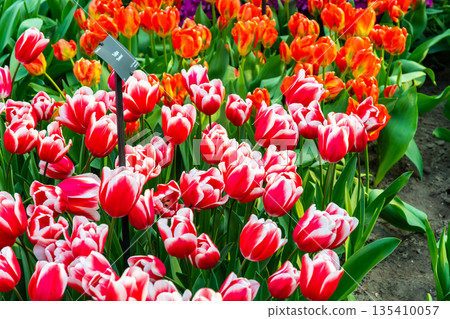 Closeup view of beautiful tulip field in bloom. Tulip flower of multiple colors - pink, yellow, violet, red, orange. Tulips are typical flower in Netherlands. 135410057