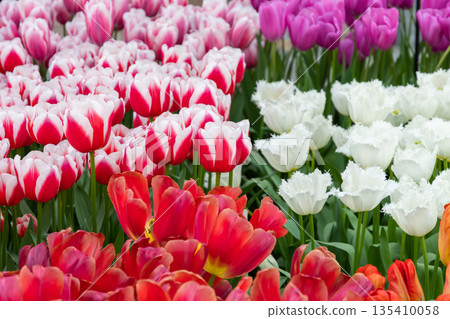 Closeup view of beautiful tulip field in bloom. Tulip flower of multiple colors - pink, yellow, violet, red, orange. Tulips are typical flower in Netherlands. 135410058