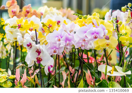 Closeup view to orchid flower Phalaenopsis. Multiple flowers of variant colors, detail macro view. Closeup view to orchid flower Phalaenopsis. Multiple flowers of variant colors, detail macro view. 135410069