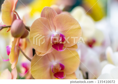 Closeup view to orchid flower Phalaenopsis. Multiple flowers of variant colors, detail macro view. Closeup view to orchid flower Phalaenopsis. Multiple flowers of variant colors, detail macro view. 135410072