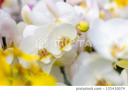Closeup view to orchid flower Phalaenopsis. Multiple flowers of variant colors, detail macro view. 135410074