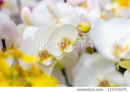 Closeup view to orchid flower Phalaenopsis. Multiple flowers of variant colors, detail macro view. Closeup view to orchid flower Phalaenopsis. Multiple flowers of variant colors, detail macro view. 135410075