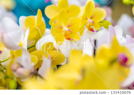 Closeup view to orchid flower Phalaenopsis. Multiple flowers of variant colors, detail macro view. Closeup view to orchid flower Phalaenopsis. Multiple flowers of variant colors, detail macro view. 135410076