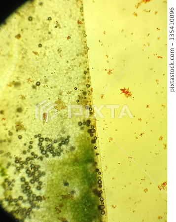 Microscopic close up of biological tissue showing green and orange particles and fibers used for microbiology, biology and medical research illustration background 135410096