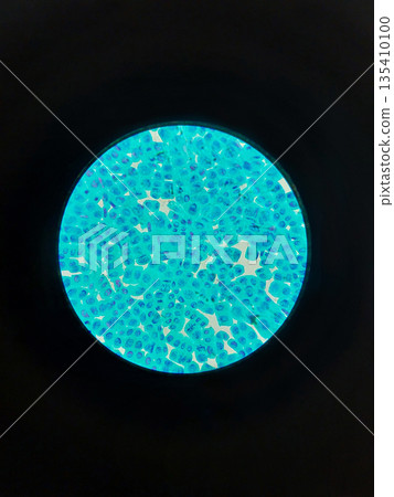 Onion root tip cells showing mitosis stages under microscope at 40x magnification used for biology education, cytology research, genetics study and plant cell division illustration 135410100