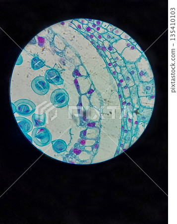 Lily plant meiosis stages in anther tissue under microscope at 40x magnification for biology education, botany research and plant cell division illustration 135410103