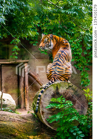 Sumatran tiger (Panthera tigris sumatrae) is a rare tiger subspecies that inhabits the Indonesian island of Sumatra Sumatran tiger (Panthera tigris sumatrae) is a rare tiger subspecies that inhabits the Indonesian island of Sumatra 135410179