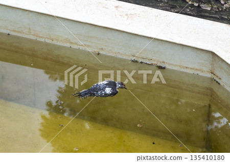 Dead bird in the water tank. Dead bird in the water tank. 135410180