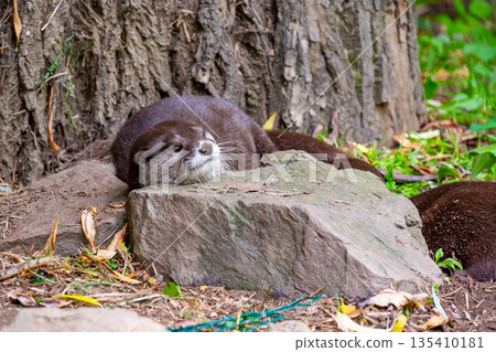 The otter (latin name Aonyx cinerea) relaxation on the ground. The otter (latin name Aonyx cinerea) relaxation on the ground. 135410181