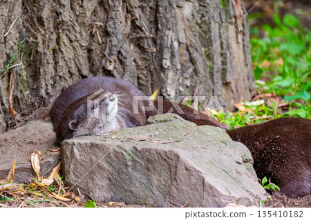 The otter (latin name Aonyx cinerea) relaxation on the ground. 135410182
