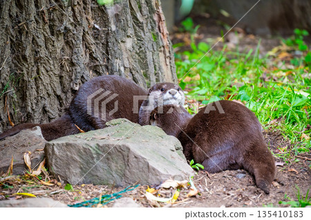 The otter (latin name Aonyx cinerea) relaxation on the ground. 135410183