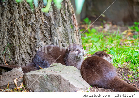 The otter (latin name Aonyx cinerea) relaxation on the ground. 135410184