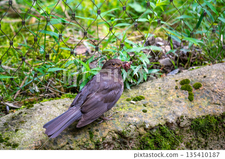 Black bird is holding the earthworm in his beak. Grass background. 135410187