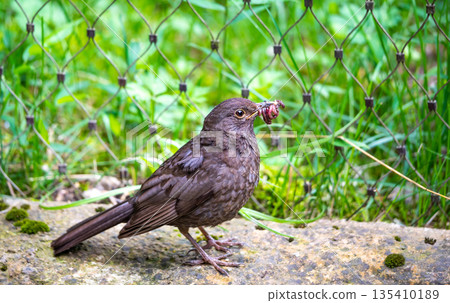 Black bird is holding the earthworm in his beak. Grass background. Black bird is holding the earthworm in his beak. Grass background. 135410189