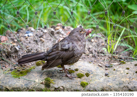 Black bird is holding the earthworm in his beak. Grass background. Black bird is holding the earthworm in his beak. Grass background. 135410190