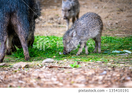 The Chacoan peccary or tagua (Catagonus wagneri) is the last extant species of the genus Catagonus, found in the Gran Chaco of Paraguay, Bolivia, and Argentina. Approximately 3,000 remain in the world The Chacoan peccary or tagua (Catagonus wagneri) is the last extant species of the genus Catagonus, found in the Gran Chaco of Paraguay, Bolivia, and Argentina. Approximately 3,000 remain in the world 135410191