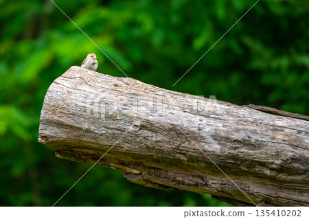 Small brown bird is sitting on big trunk, green background. Small brown bird is sitting on big trunk, green background. 135410202