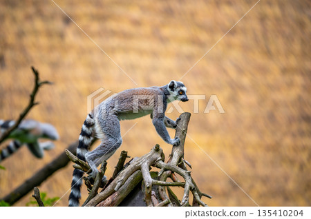 Lemur catta monkey portrait. Lemur is eating on the trunk and ground. Lemur catta monkey portrait. Lemur is eating on the trunk and ground. 135410204