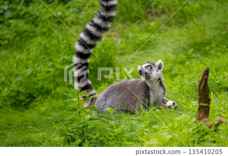 Lemur catta monkey portrait. Lemur is eating on the trunk and ground. Lemur catta monkey portrait. Lemur is eating on the trunk and ground. 135410205