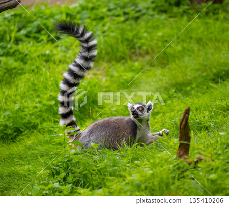 Lemur catta monkey portrait. Lemur is eating on the trunk and ground. Lemur catta monkey portrait. Lemur is eating on the trunk and ground. 135410206