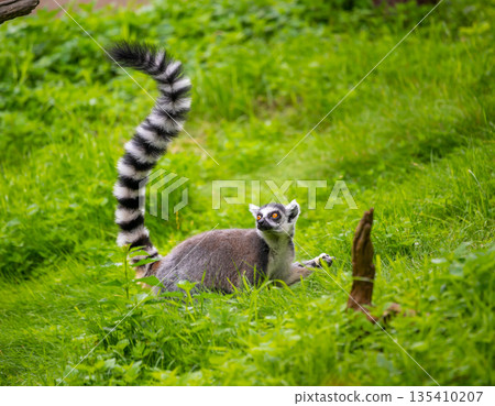 Lemur catta monkey portrait. Lemur is eating on the trunk and ground. 135410207