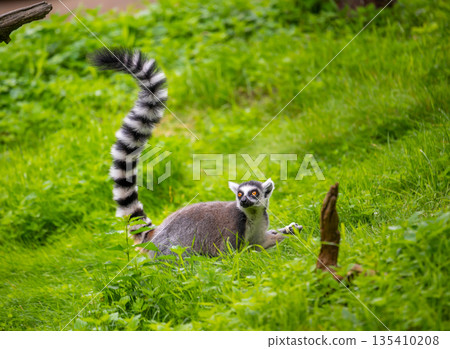 Lemur catta monkey portrait. Lemur is eating on the trunk and ground. 135410208