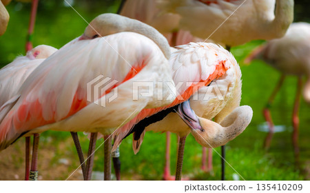 Detail of flamingo head 135410209