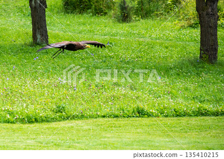 The eagle bird (latin name Haliaeetus albicilla) is flying above the grass. The eagle bird (latin name Haliaeetus albicilla) is flying above the grass. 135410215