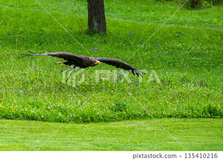The eagle bird (latin name Haliaeetus albicilla) is flying above the grass. The eagle bird (latin name Haliaeetus albicilla) is flying above the grass. 135410216