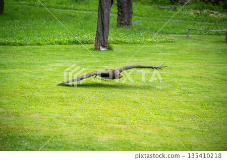 The eagle bird (latin name Haliaeetus albicilla) is flying above the grass. The eagle bird (latin name Haliaeetus albicilla) is flying above the grass. 135410218