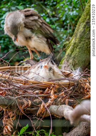 Cariama cristata bird is sitting on the nest. 135410219