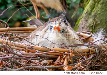 Cariama cristata bird is sitting on the nest. 135410220