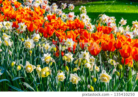 Narcissus flower at Dutch garden. Beautiful flowers in bloom, springtime. Narcissus flower at Dutch garden. Beautiful flowers in bloom, springtime. 135410250