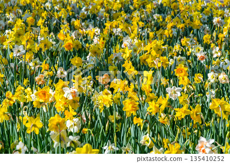 Narcissus flower at Dutch garden. Beautiful flowers in bloom, springtime. 135410252