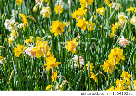 Narcissus flower at Dutch garden. Beautiful flowers in bloom, springtime. 135410253
