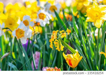 Narcissus flower at Dutch garden. Beautiful flowers in bloom, springtime. 135410254
