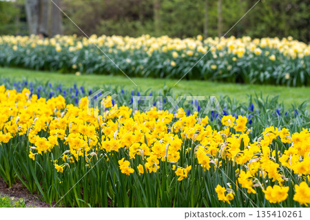Narcissus flower at Dutch garden. Beautiful flowers in bloom, springtime. 135410261