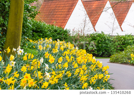 Narcissus flower at Dutch garden. Beautiful flowers in bloom, springtime. Narcissus flower at Dutch garden. Beautiful flowers in bloom, springtime. 135410268