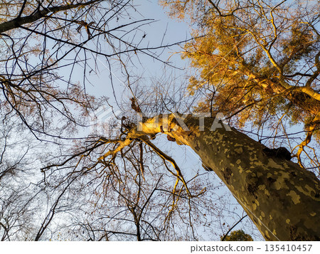 Gaze up at a majestic tree trunk as it reaches toward the clear sky. Warm golden light accents the textured bark, symbolizing resilience and growth. Perfect for nature and wellness designs. Gaze up at a majestic tree trunk as it reaches toward the clear sky. Warm golden light accents the textured bark, symbolizing resilience and growth. Perfect for nature and wellness designs. 135410457