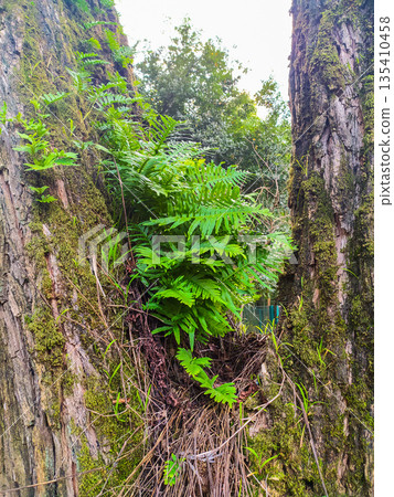 Lush green ferns sprout from the mossy bark of an old tree, illustrating resilience and natures beauty. A serene forest scene perfect for environmental and botanical design projects. Lush green ferns sprout from the mossy bark of an old tree, illustrating resilience and natures beauty. A serene forest scene perfect for environmental and botanical design projects. 135410458