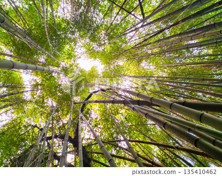 A stunning wormseye view of a lush bamboo forest reaching for the light. This vibrant green canopy symbolizes growth and serenity, perfect for sustainability and meditation concepts. A stunning wormseye view of a lush bamboo forest reaching for the light. This vibrant green canopy symbolizes growth and serenity, perfect for sustainability and meditation concepts. 135410462