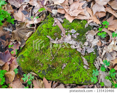 Vibrant green moss blankets a weathered stone amidst dry autumn leaves and tiny clovers. This forest floor scene perfectly captures natures resilience and the cycle of life and decay. 135410466