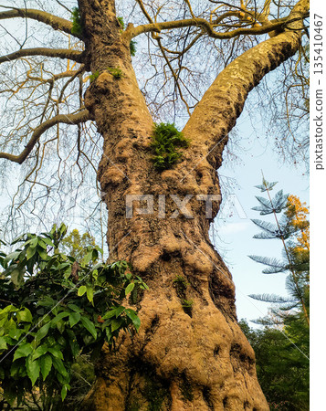 Majestic ancient tree featuring textured, gnarled bark and bare winter branches against a clear sky. A low angle view symbolizing resilience and strength for naturefocused designs. 135410467