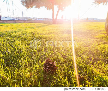 Vibrant green grass and a solitary pine cone are bathed in warm sunset light. This peaceful park landscape with dreamy lens flares symbolizes natural harmony and serene outdoor beauty. Vibrant green grass and a solitary pine cone are bathed in warm sunset light. This peaceful park landscape with dreamy lens flares symbolizes natural harmony and serene outdoor beauty. 135410486